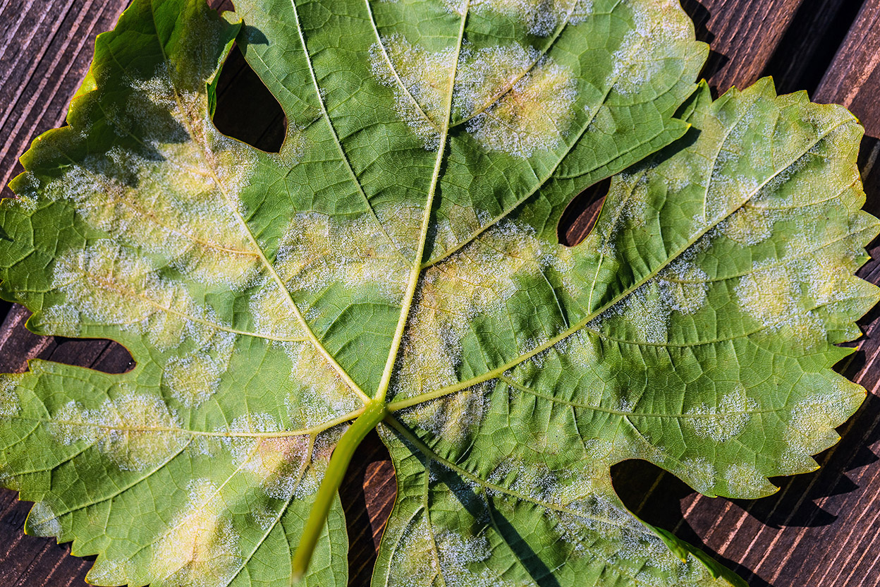 Downy Mildew on diseased leaf