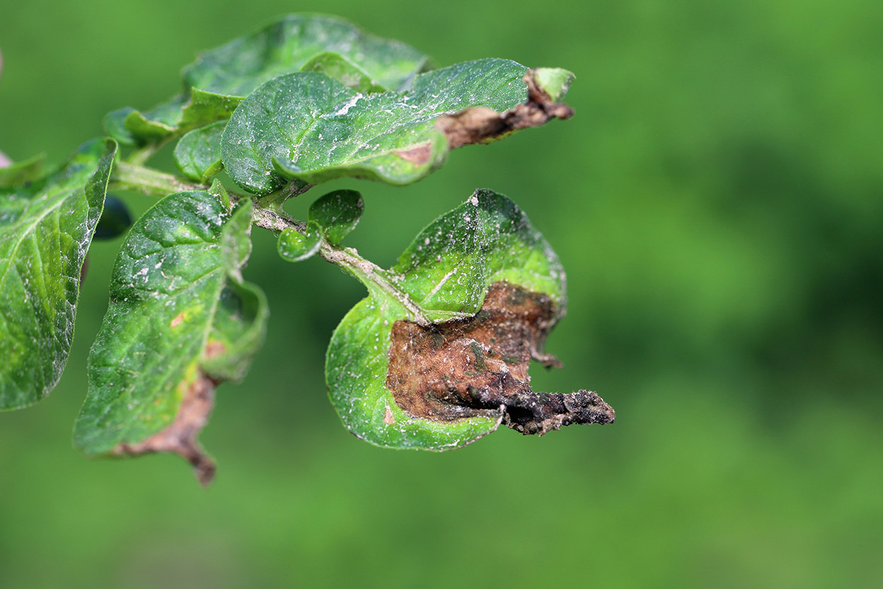 Late Blight on Tomato