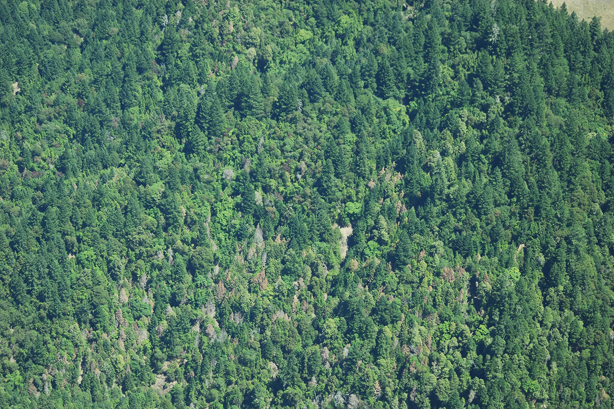 Sudden Oak Death causing tree death in a California forest. Image provide by Humboldt.